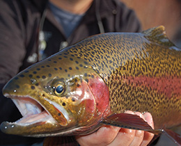Discounted guided fishing trips at South Fork Lodge