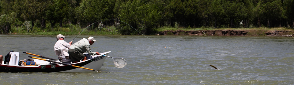 Catching a fish