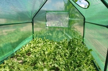 Royal Well | Foliekas Corn Salad