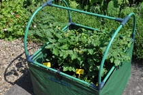 Royal Well | Foliekas Cherry Tomato
