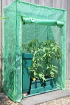Royal Well | Foliekas Roma Tomato
