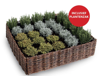 Westwood | Wilgen kweekbak
