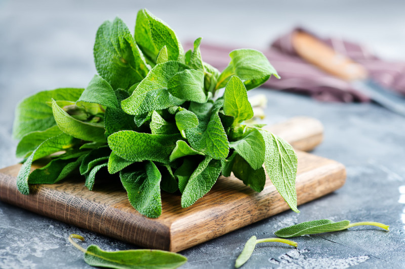 LA SALVIA LA PANACEA DI TUTTI