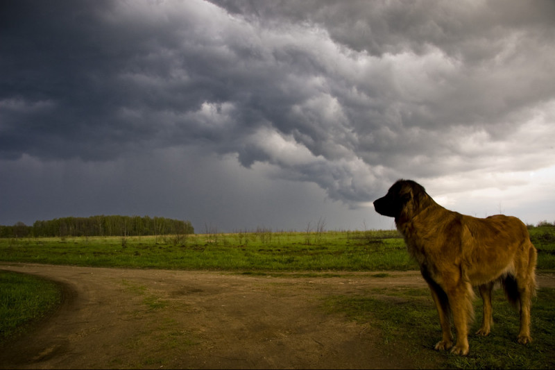 Come comportarsi quando il cane si agita durante il temporale