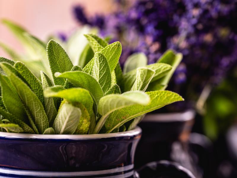 Come preparare il pesto di salvia