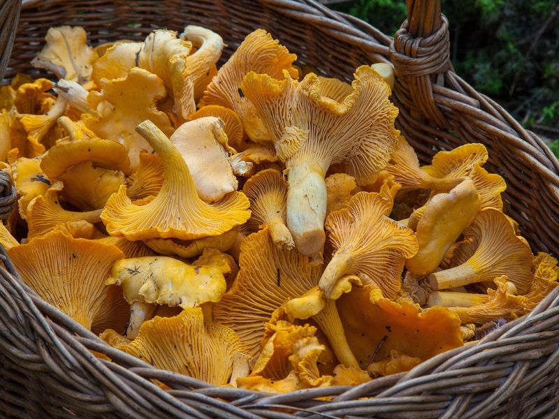 Come preparare I Finferli Trifolati