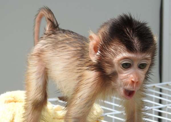Orphaned baby macaque