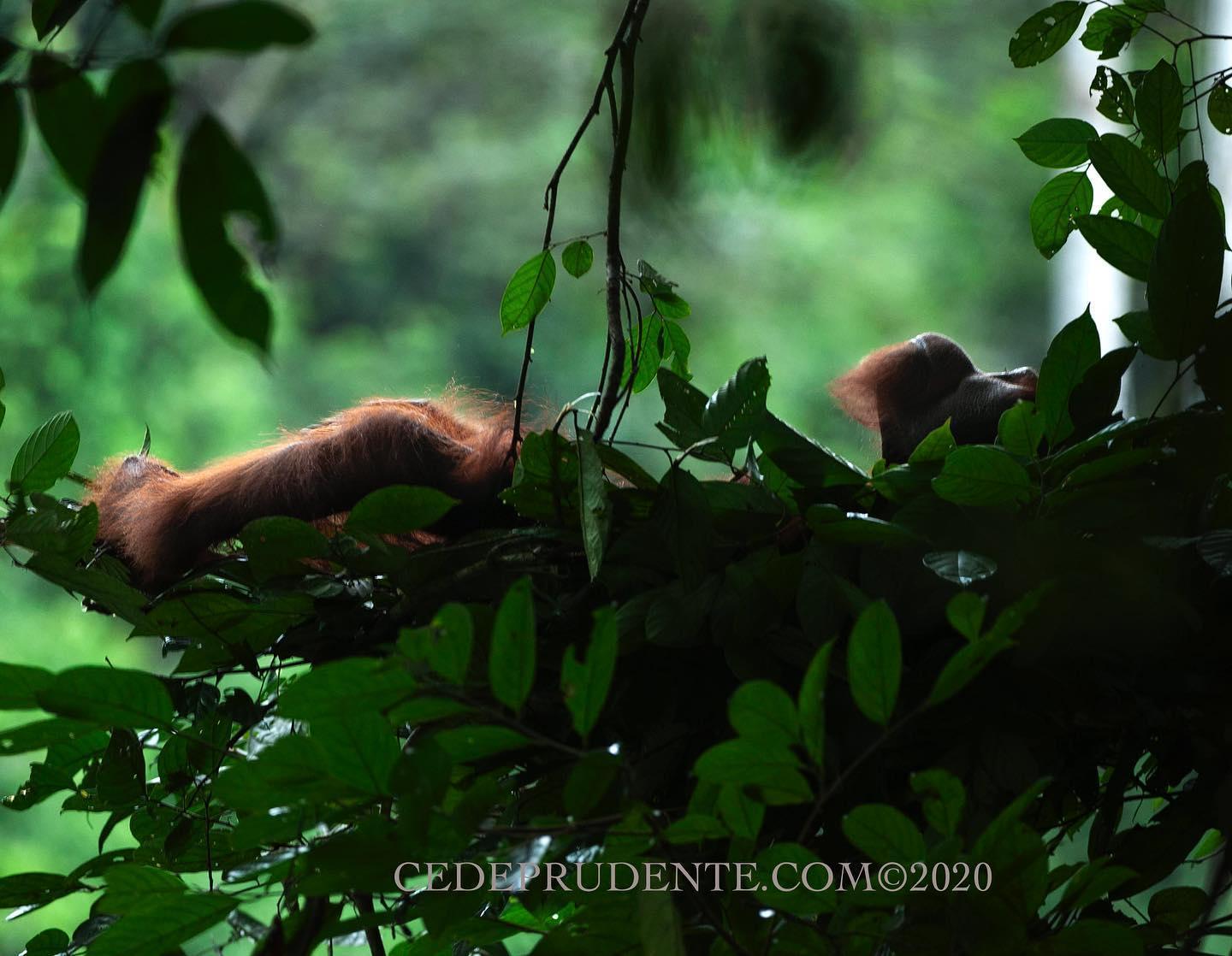 Cede-Prudente-Photo.jpg?mtime=20200427092825#asset:21091