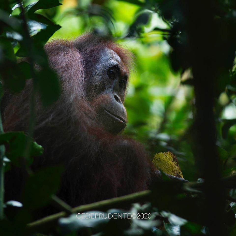 Cede-Prudente_jackfruit.jpg?mtime=20200428110330#asset:21096