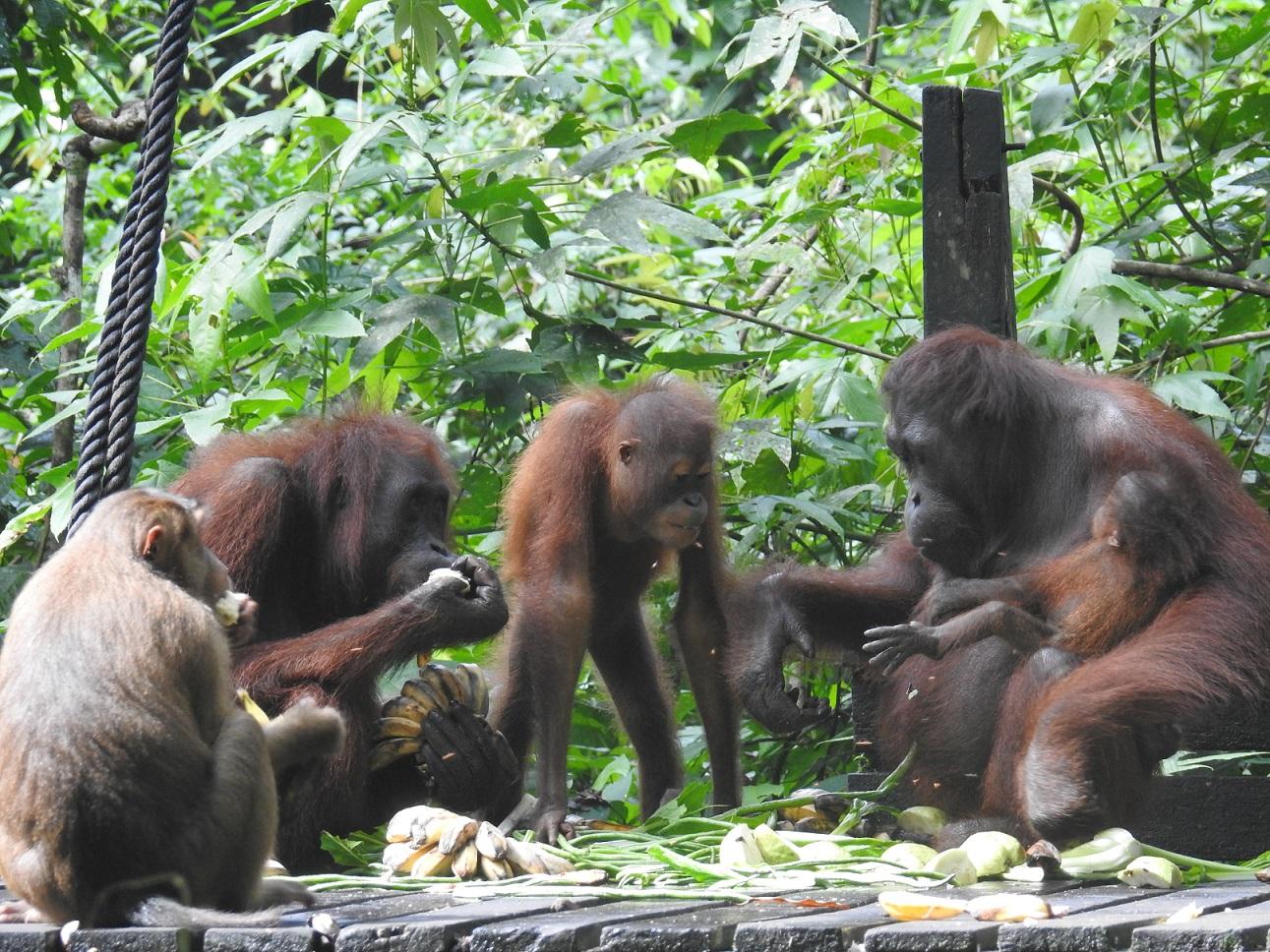 Sepilok Orangutan Rehabilitation Centre  Orangutan Appeal