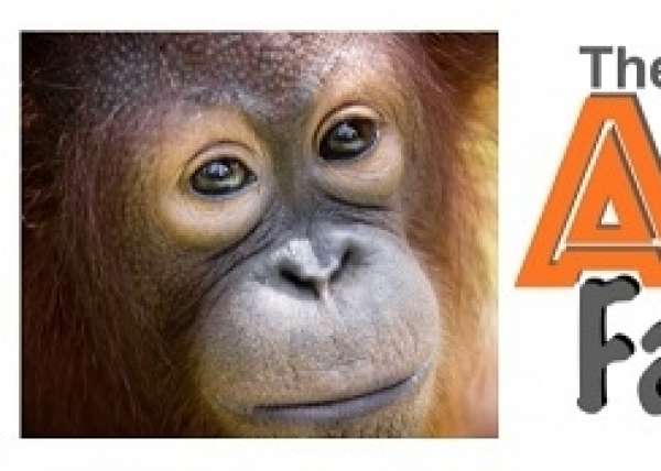 Ape Factor