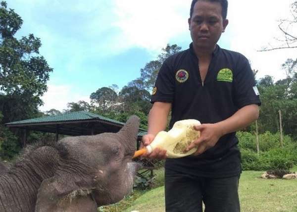 Bornean Elephant Being Fed By Carer At Sepilok