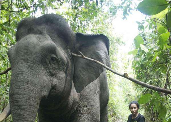 Dr Diana And Elephant