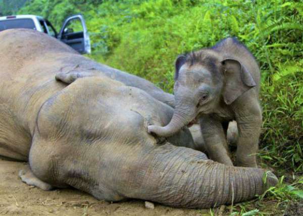Elephant With Calf