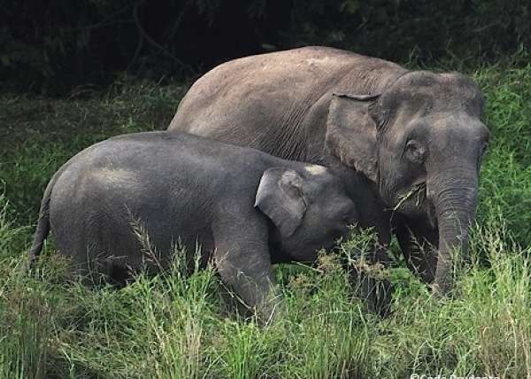 Elephants On The River Cr Copyright Cede Prudente