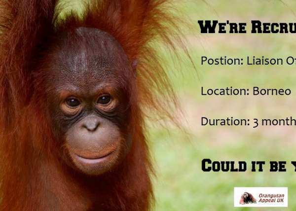Liaison Officer Advert