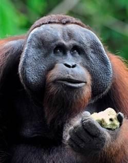 orangutan information orangutan appeal