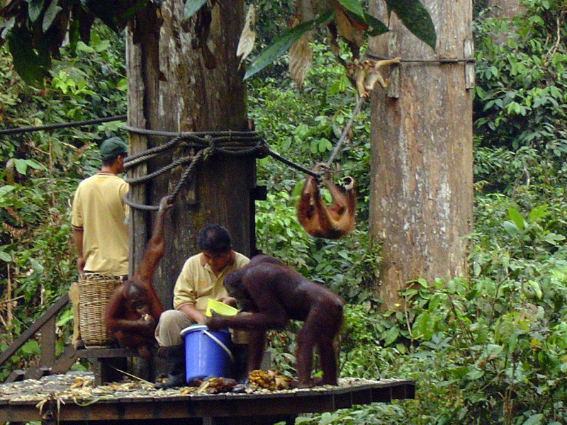 Sepilok Orangutan Rehabilitation Centre Orangutan Appeal