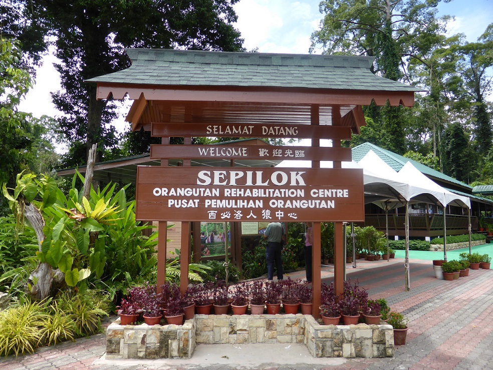 Sepilok Orangutan Rehabilitation Centre  Orangutan Appeal