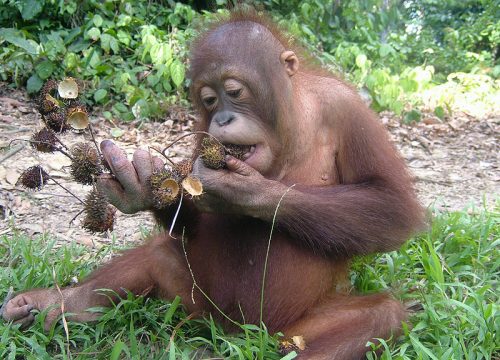 Orangutan Information Orangutan Appeal Orangutan Information Orangutan Appeal