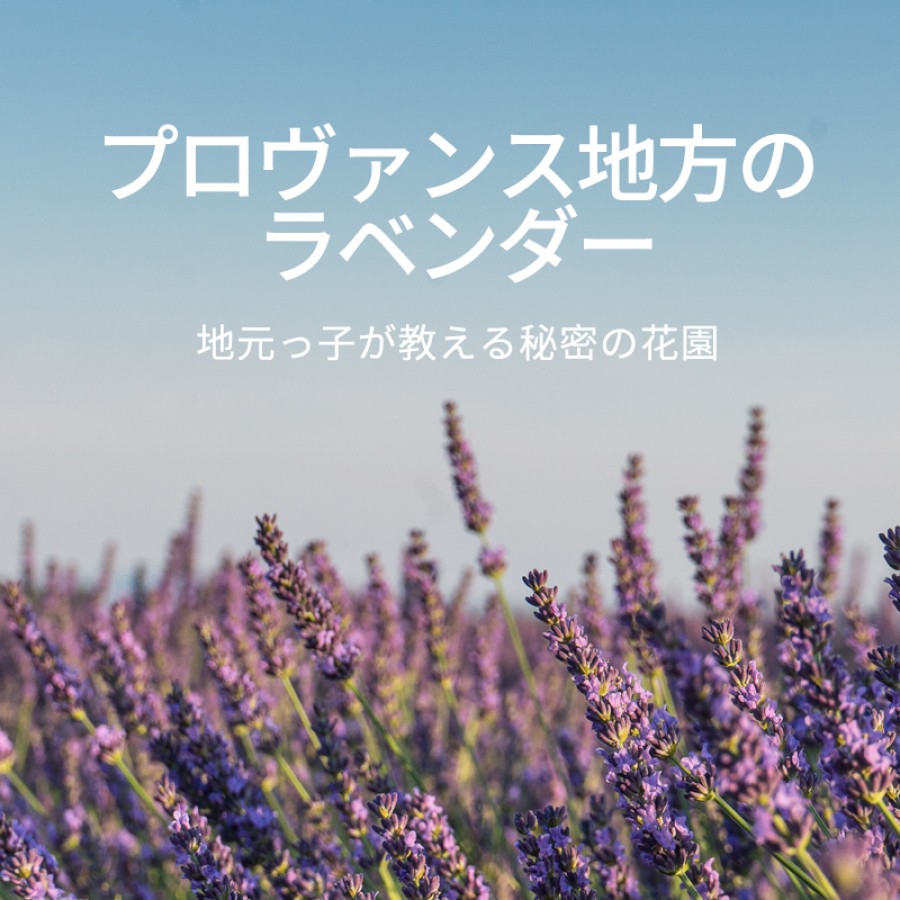 プロヴァンスのラベンダー O Bon Paris Easy To Be Parisian プロヴァンスのラベンダー O Bon Paris Easy To Be Parisian