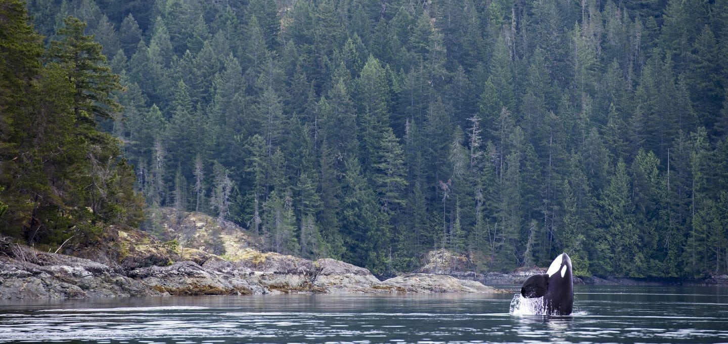 british-columbia-canada-rivers-tavish-campbell-salmon