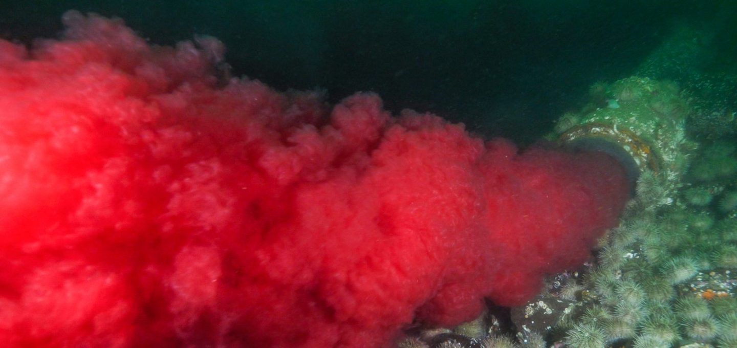 atlantic-salmon-farm-fisheries-british-columbia-underwater-photography-tavish-campbell