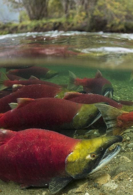 pacific-salmon-british-columbia-tavish-campbell-photography
