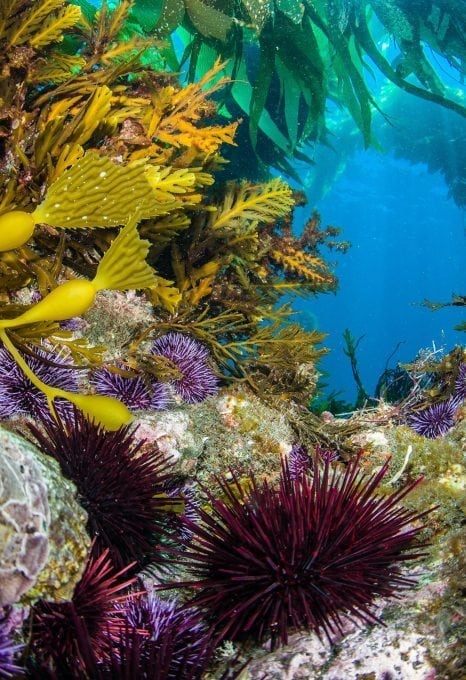 Urchins-taking-reef-preventing-kelp-growing-california