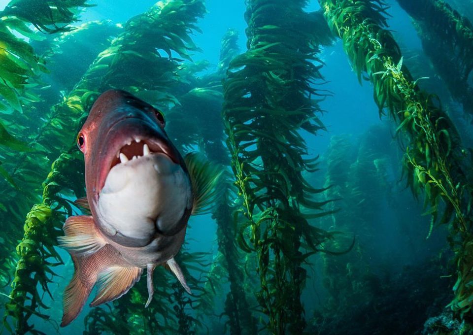 Sheephead-Wrass-Kelp-Forest-Santa-Barbara-Island