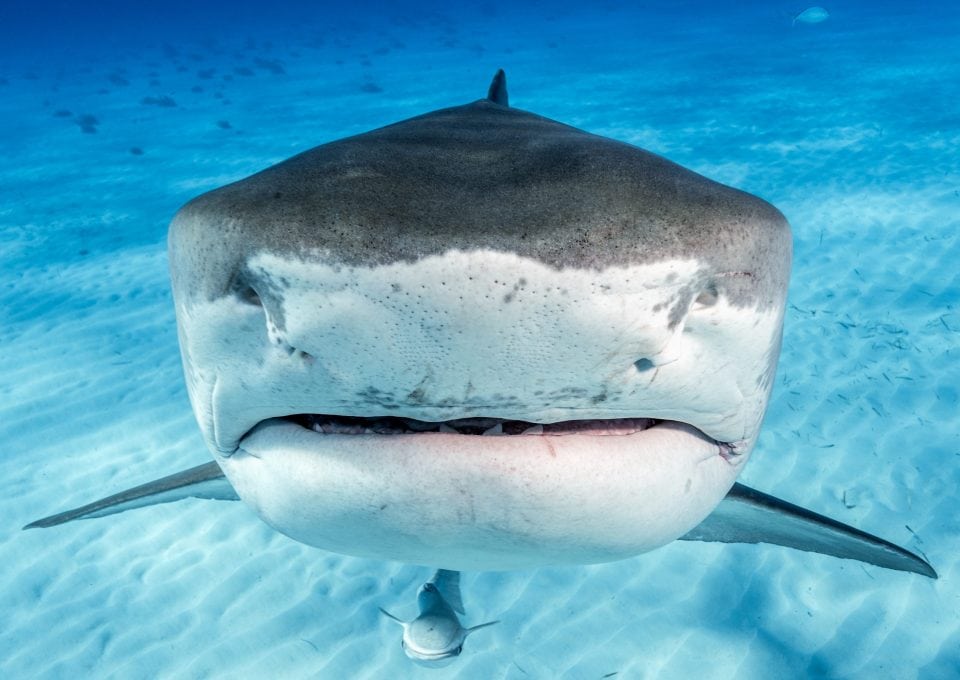 tiger-shark-photography
