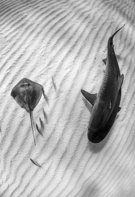 tiger-shark-southern-stingray-Grand-Bahama