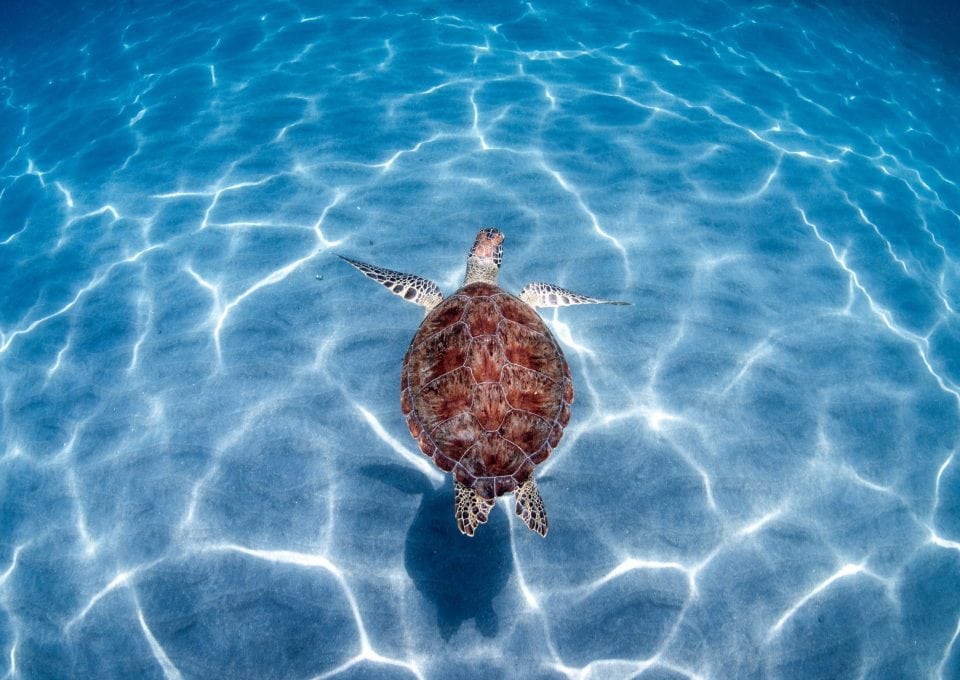green-sea-turtle-Boca-Raton-Florida
