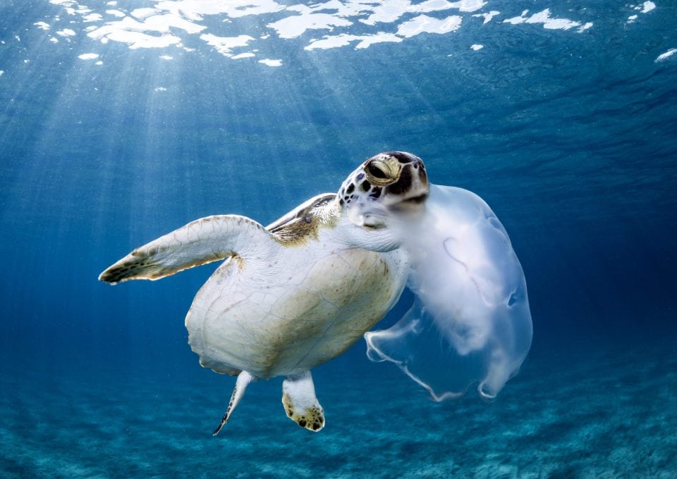 green-sea-turtle-eating-jellyfish-Boca-Raton-Florida