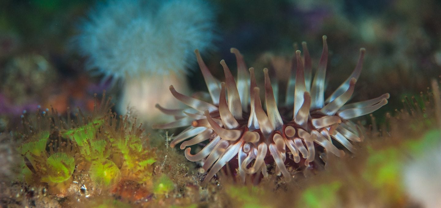 Marine life, Scotland, expedition diving, St Kilda, diving, divers, Outer Hebrides, scuba
