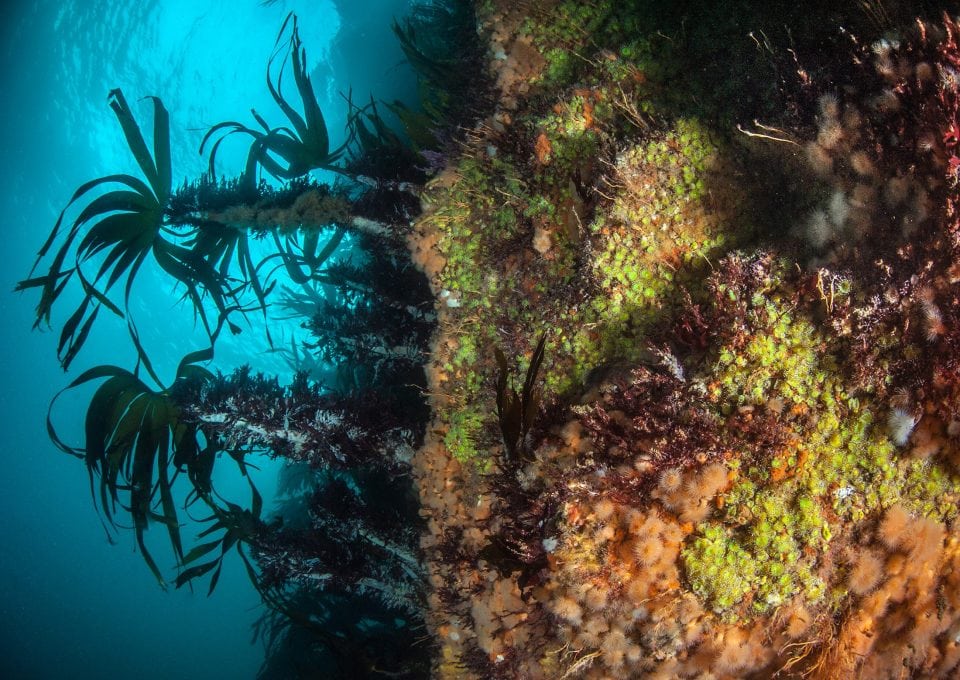 Colourful sea walls, marine life, Scotland, expedition diving, St Kilda, diving, divers, Outer Hebrides, scuba