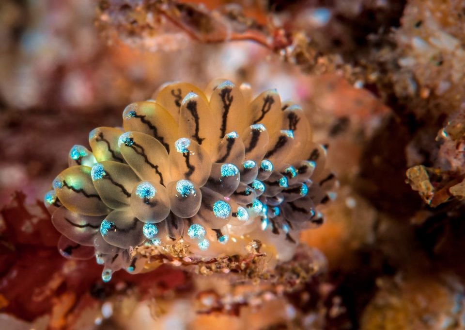 Nudibranch, Scotland