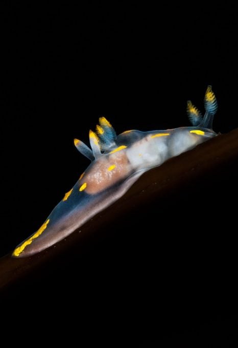 Nudibranch, Scotland