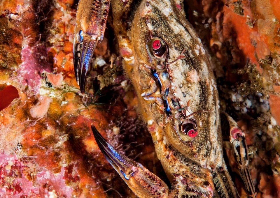 Crab, Scotland
