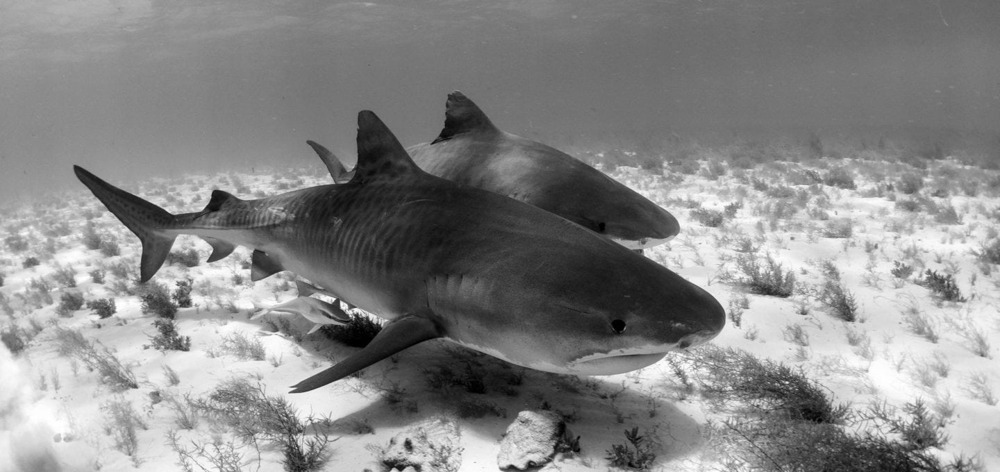 tiger-sharks-shark-sanctuary-bimini