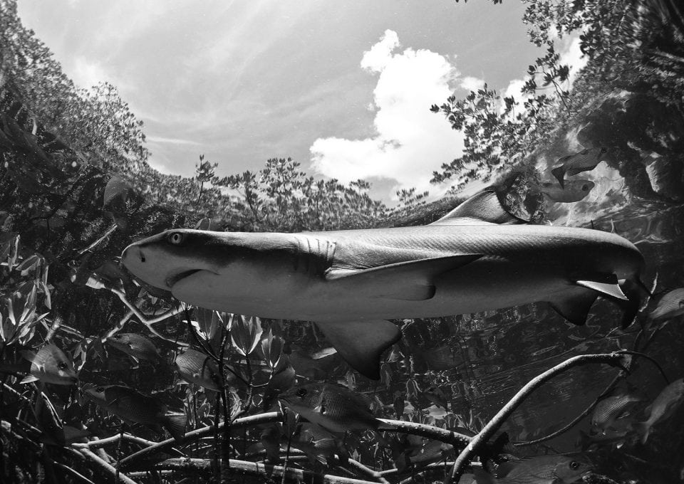 shark-mangroves-marine-life-sanctuary-bahamas