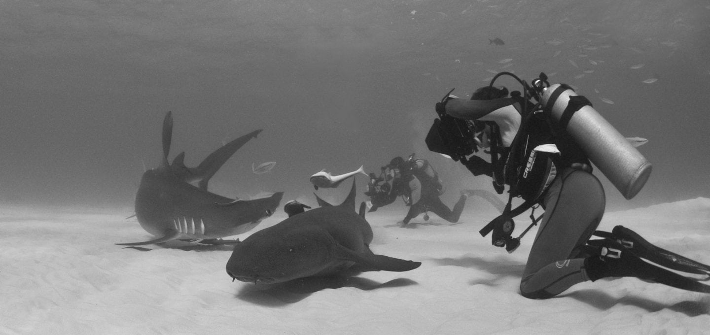 studying-sharks-hammerhead-nurse-shark-bimini