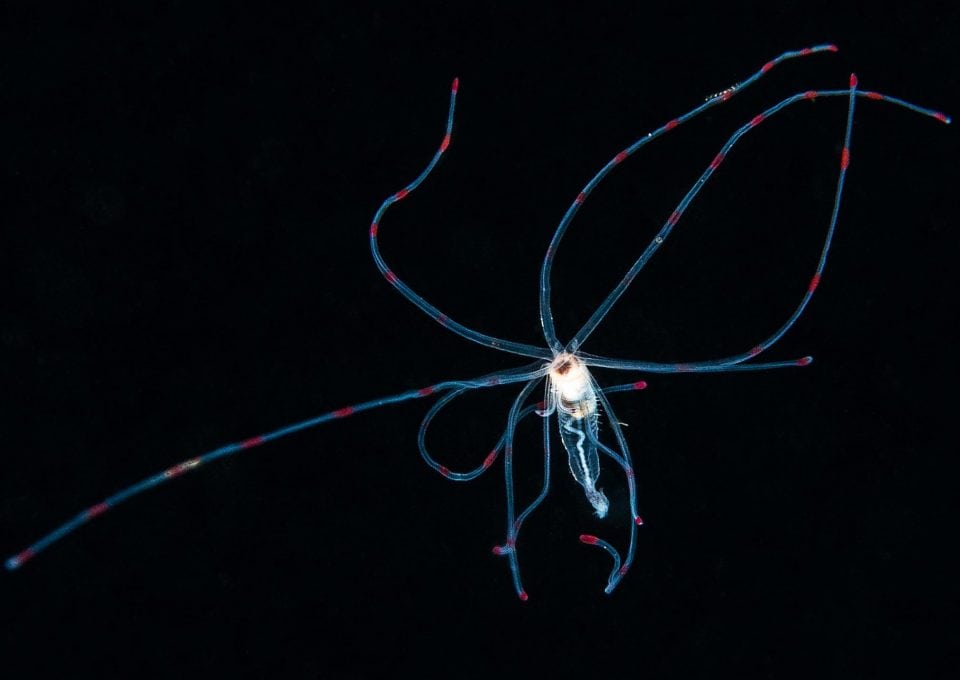 Plankton, blackwater