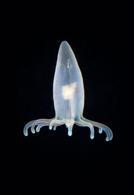 Planktonic coral polyp, blackwater