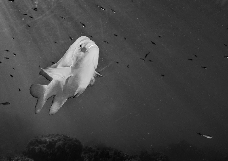 diving-california-Reef-Check-HELEN-BRIERLEY