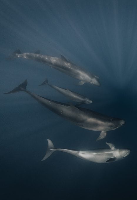 Joanna-Lentini-false-orcas-underwater-photography