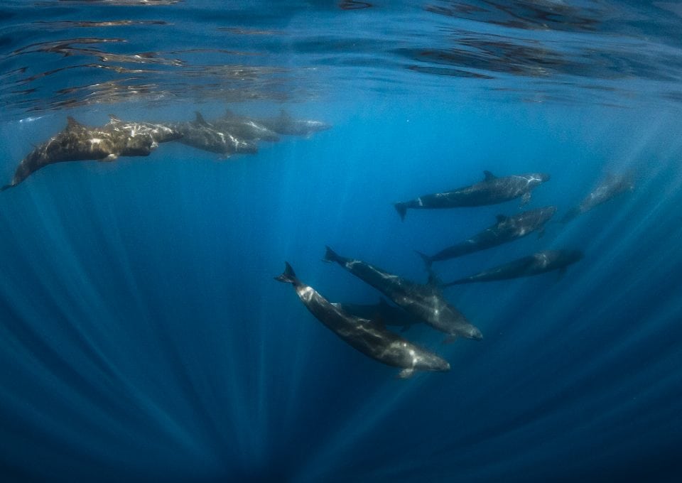 Joanna-Lentini-false-orcas-ocean-photography