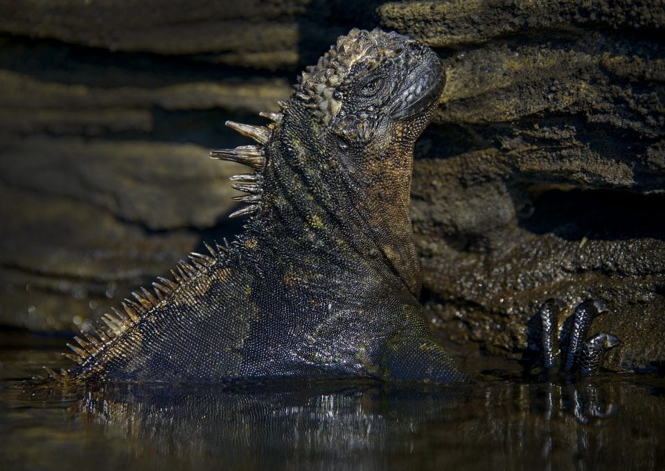 Iguana, Galapagos Islands