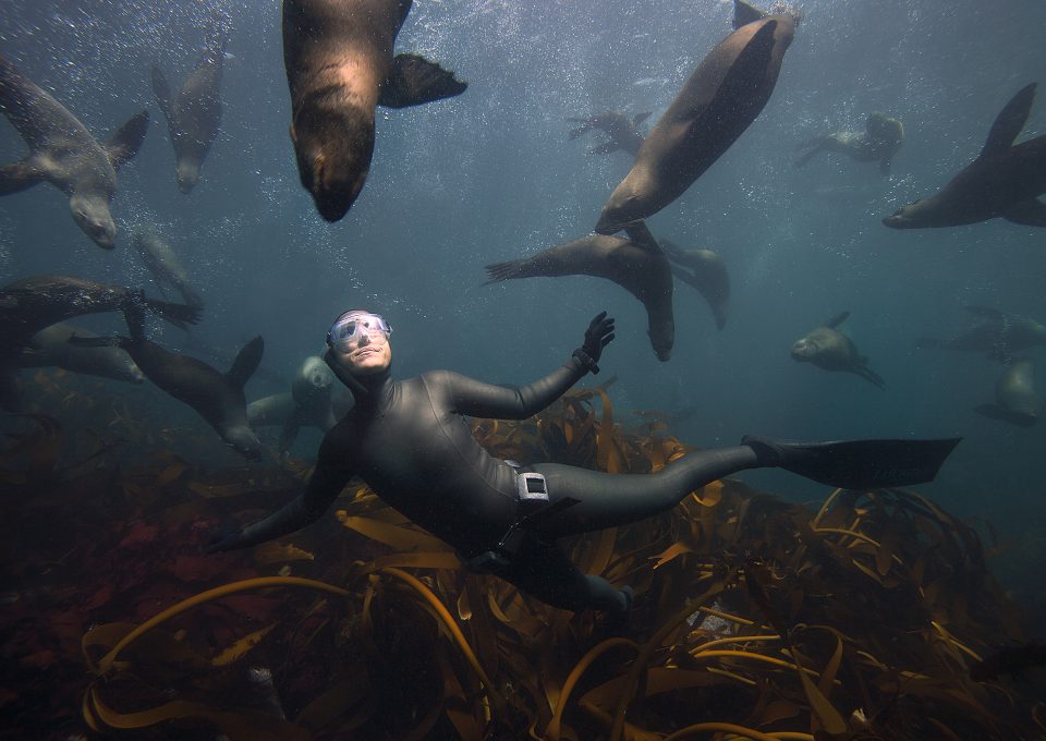 hanli-prinsloo-underwater-photography-south-africa-peter-marshall-seals