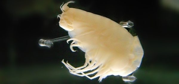 Hirondellea-gigas-amphipod